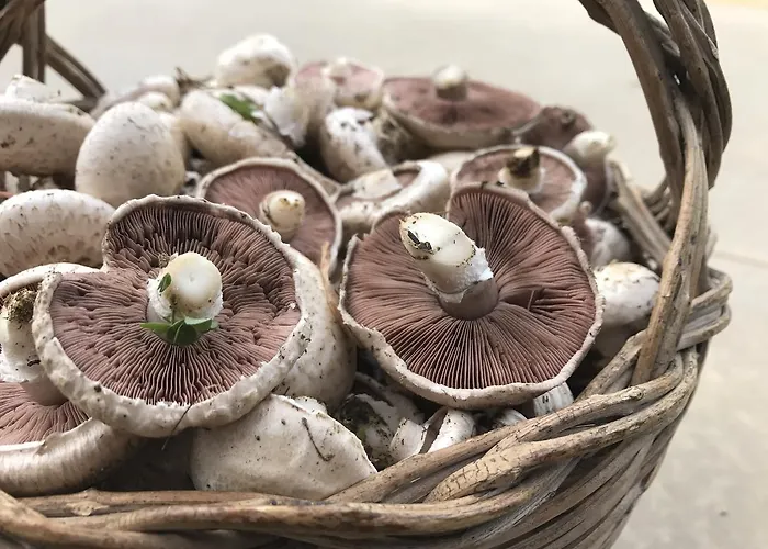 Saludi&trigu - Rural Casa de Campo *